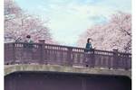 【東京都：10/25上映】「君の膵臓をたべたい」復活上映＠秋葉原UDXシアター