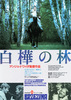 白樺の林