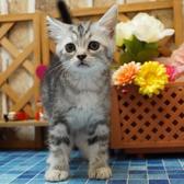 仔猫のひでまる