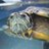 元とらんね勘桂