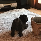 田舎のカイエン