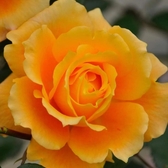 ブラックジャックくるみ味BJK