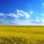 ハルサメ／レンジャ