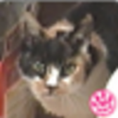 トコ２７号：変態可憐