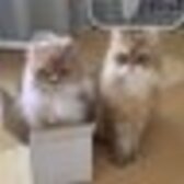 チャトラパティまきちく(P派)