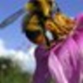 朝霧 秋声@龍如7外伝プレイ予定