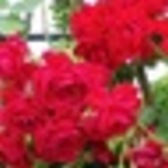 Sheila 〈しいら〉