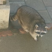 おうみraccoon