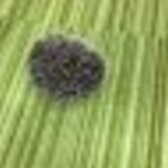 オタさん（人形師）