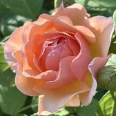 綾波アスカ