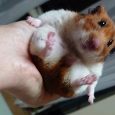 ミラクルハムスター