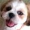 Shih Tzu Kai