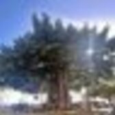 くらこ?ᩚ?⚯ ͛