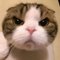 あいうえお
