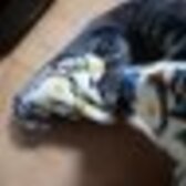 猫下僕ﾁｷﾙｰﾑ審神者(極)㌍