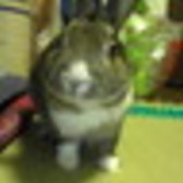 ぴょん太γはねまーす！