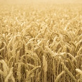 ハイパーオーツ